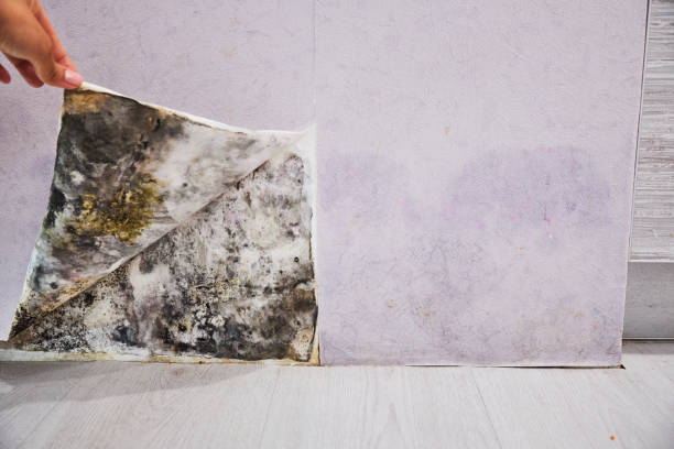Professional Mold Remediation in Stanford, KY